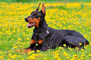 Mennyibe kerül a doberman? Mennyibe kerül a doberman?